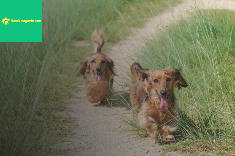Hundemagazin/ Claneo